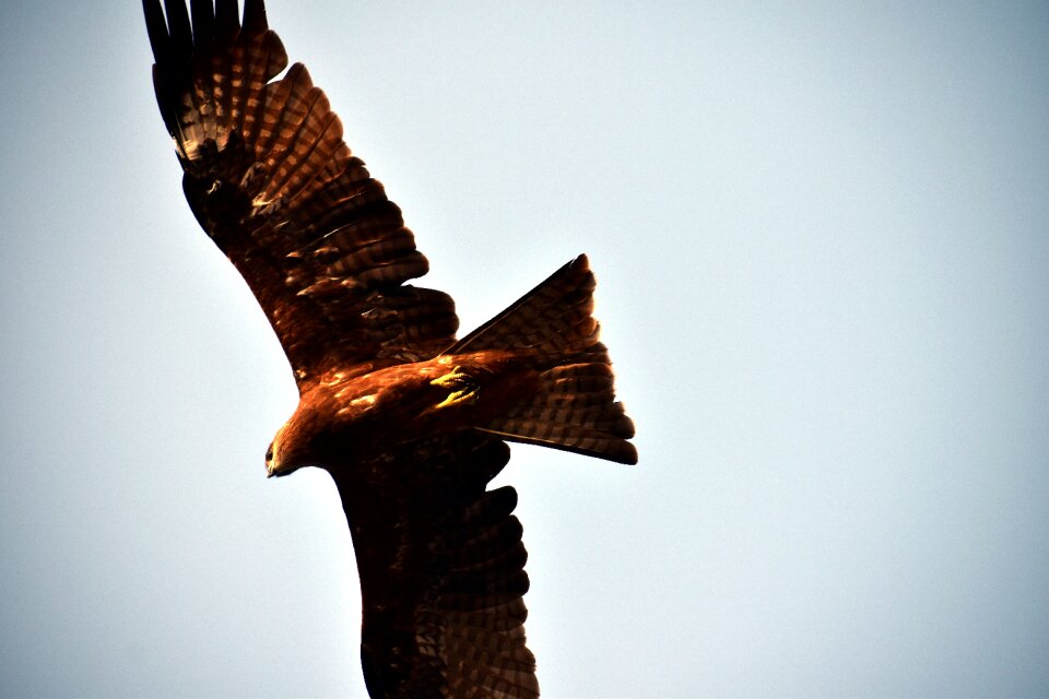 Black kite aerial avian