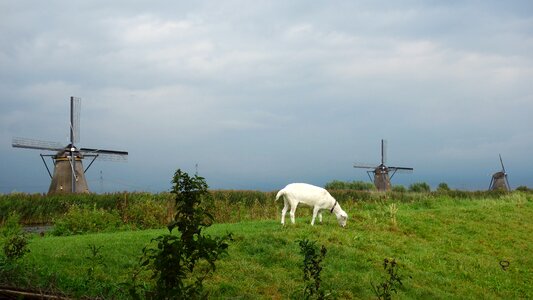 Landscape grass kinderdijk