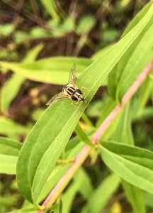 Fly hummel flowers photo