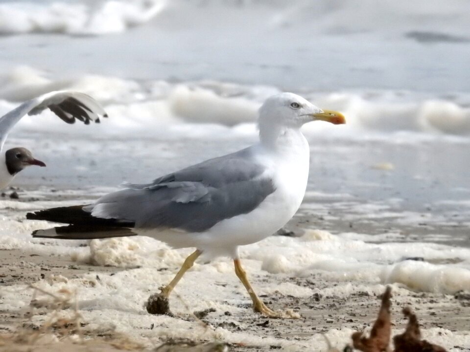 Seabird ocean maritime
