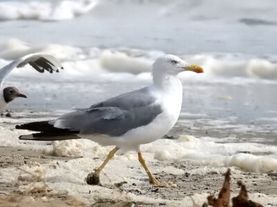Seabird ocean maritime