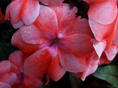 Nature spring bloom