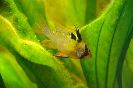 Butterfly cichlid fish aquarium