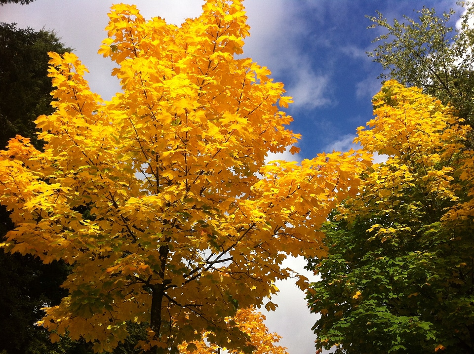 Maple european street avenue and park tree autumn color