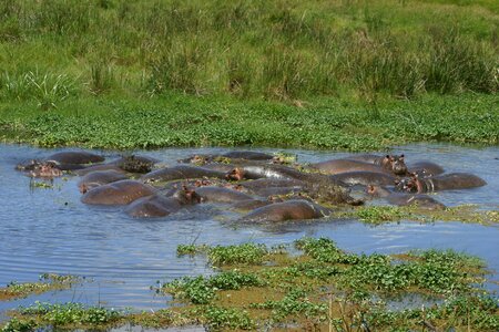 Crater africa wildlife