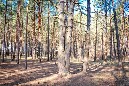 Summer bright nature photo