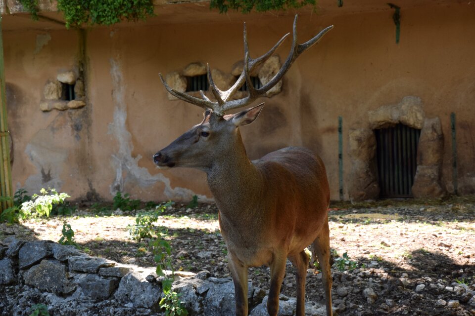 Nature wild mammal