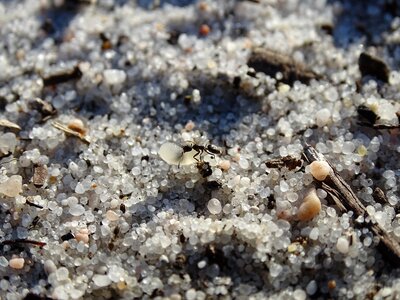 Ant anthill sand