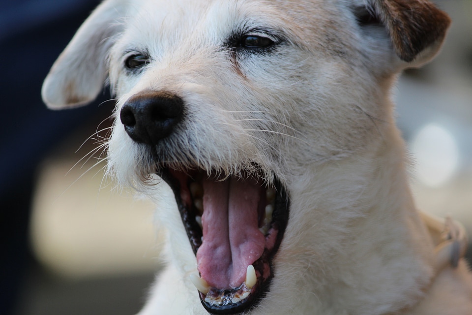 Animal portrait head snout