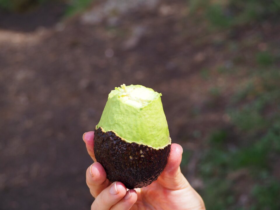 Vegetable nature food