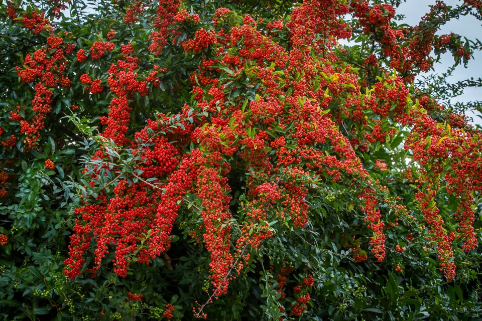 Prickly strauchartig elaeagnaceae