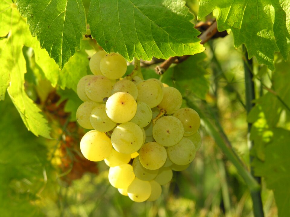 Autumn fruits acini leaves