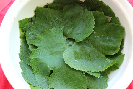 Stuffed dolma cuisine