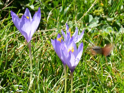 Macroglossum stellatarum sphinx hummingbird butterfly hummingbird