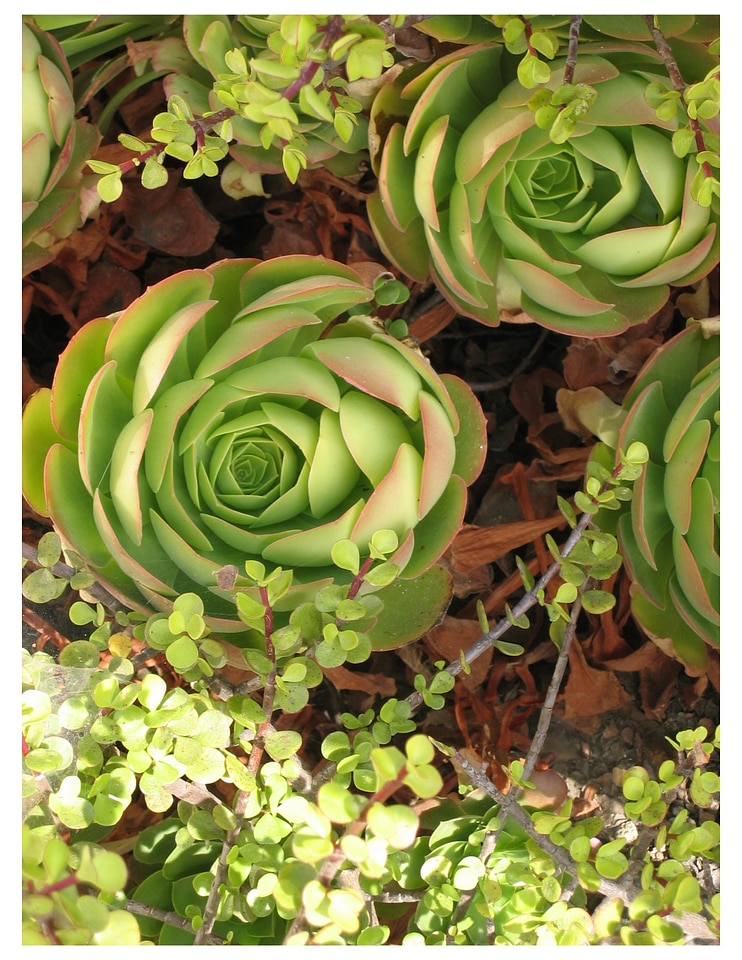 Nature garden floral