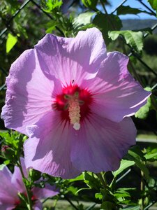 Pink mediterranean mallow