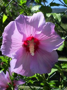 Pink mediterranean mallow photo