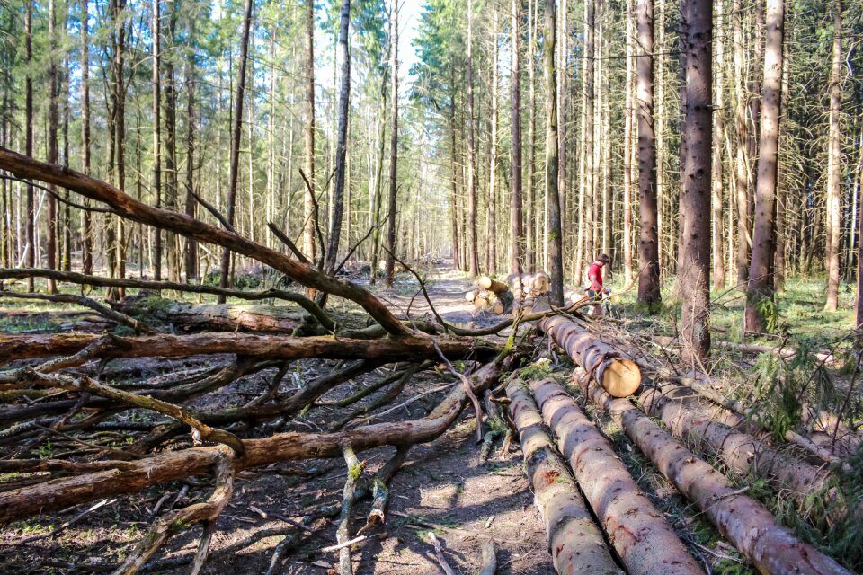 The road coniferous forest