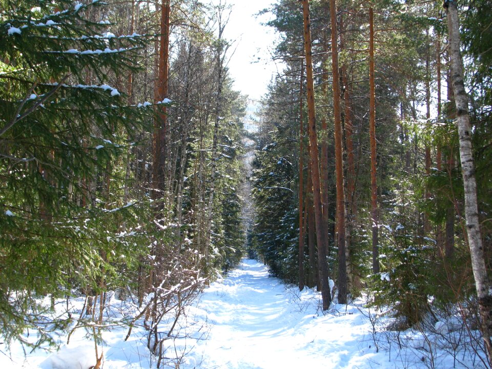 Walking winter forest snow
