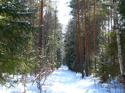 Walking winter forest snow photo