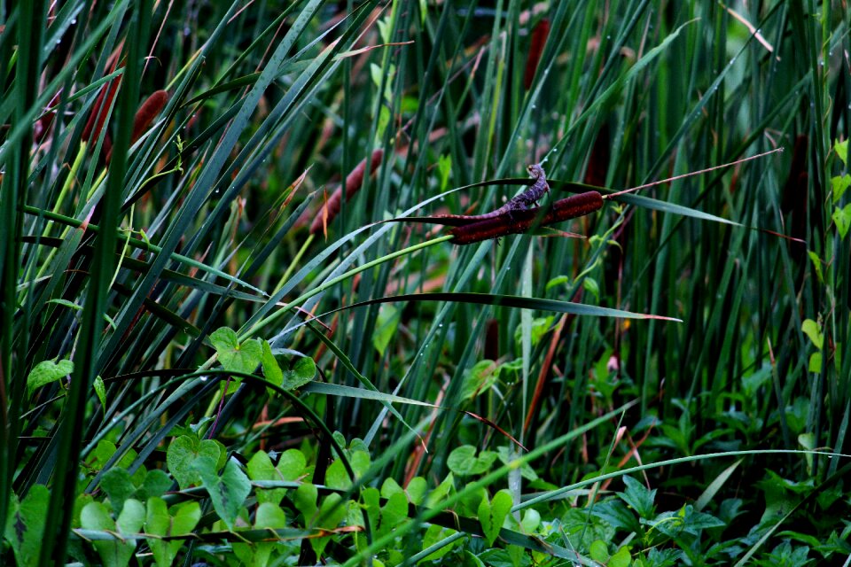 Leaves greenery moist