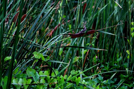 Leaves greenery moist
