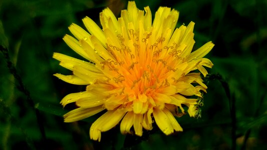 Common dandelion yellow dandelion