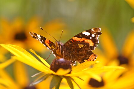Butterfly hamburgensien admiral