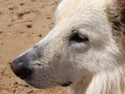 Dog beach animals