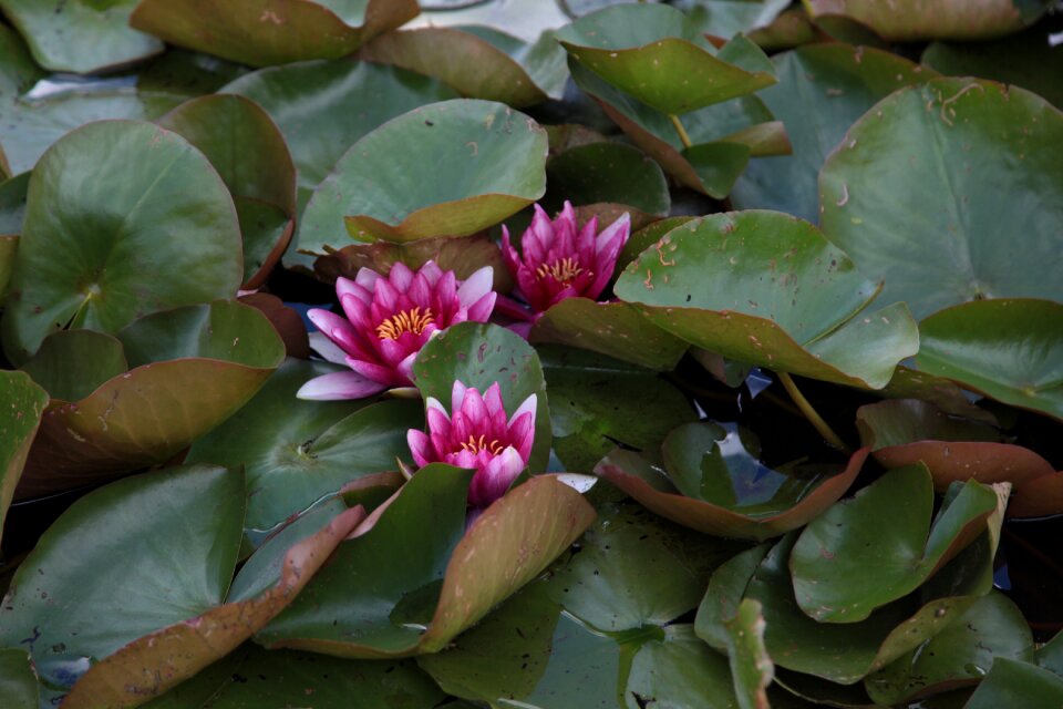 Bloom beautiful flower petals