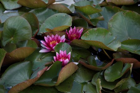 Bloom beautiful flower petals photo