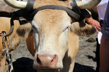 Cow halter horns