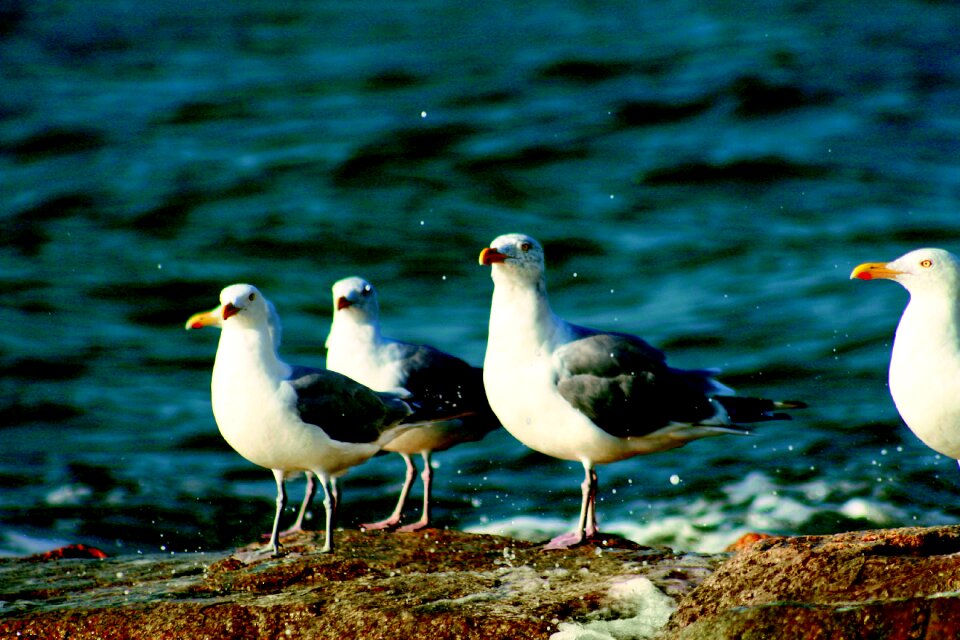 Sea nature animal