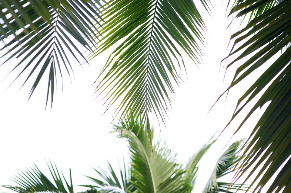 Tropical trees conifers nature