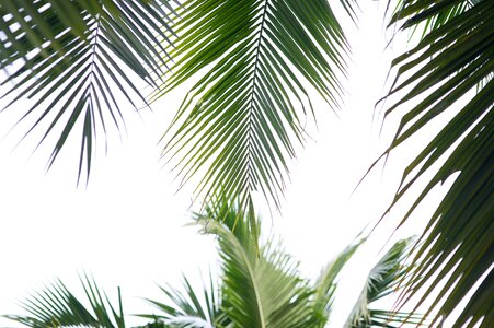 Tropical trees conifers nature