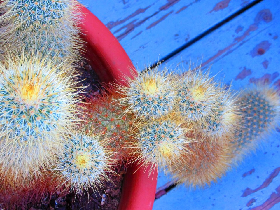 Terra cotta cactus garden spines