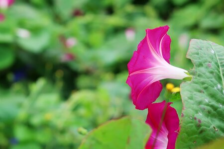 Morning glory flowers plants photo