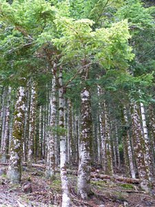 Atlantic forest val d'aran tree trunk