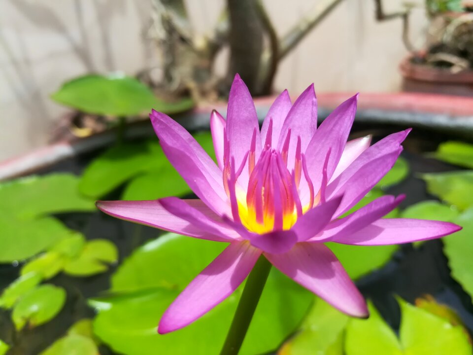 Lotus lotus basin purple pink