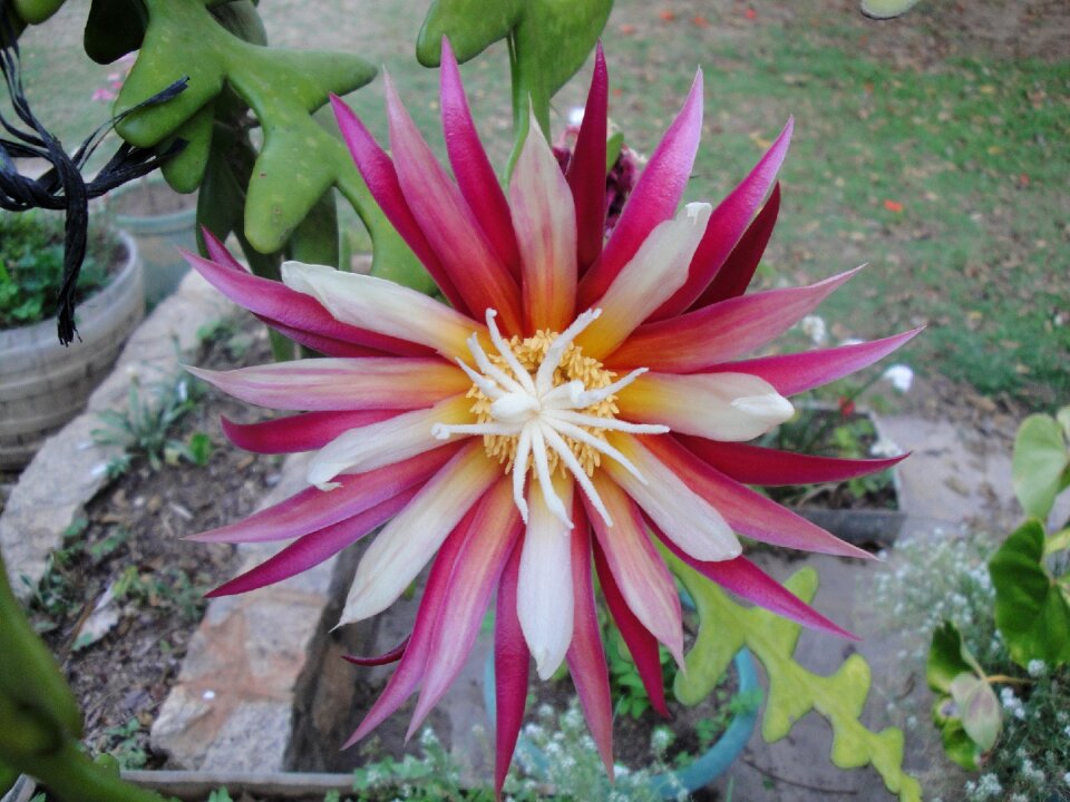 Plant flora green