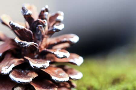 Moss macro decoration