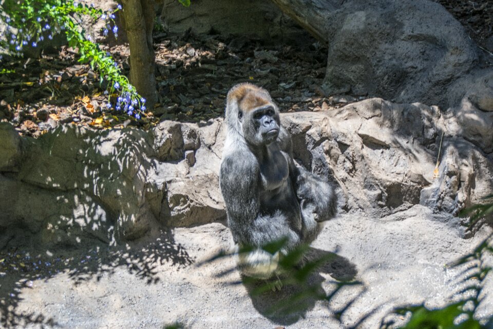 Nature animals zoo