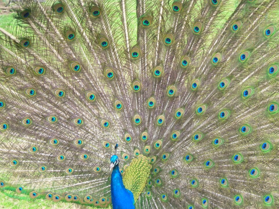 Plumage decorative colors photo