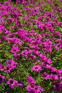 Pink flower plant