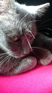 Pets pet gray fur photo