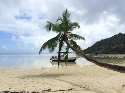 Beach palm ebb photo