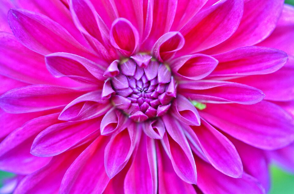 Floral summer natural