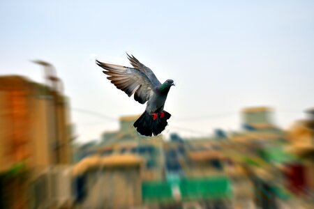 Flying bird