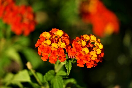 Flowers color plant photo