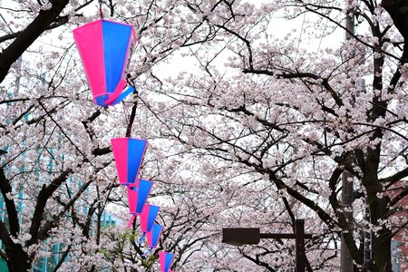 Japan cherry blossom full open